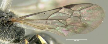 Media type: image;   Entomology 610156 Aspect: wing
